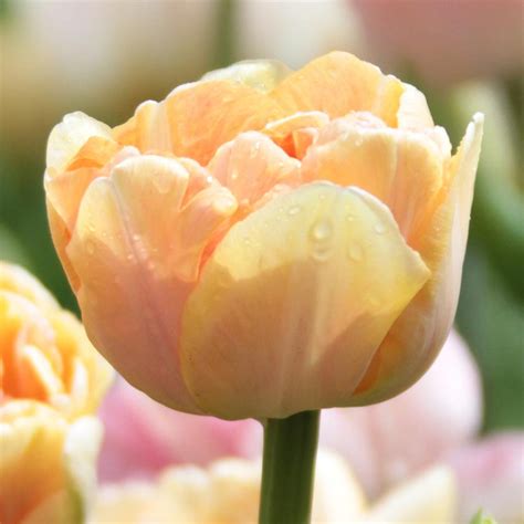 Tulipa 'Orange Angelique' (Double Late Tulip)
